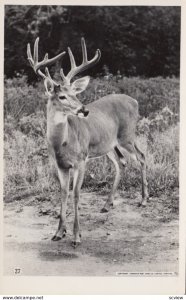 RP: Deer , Ontario , Canada , 30-40s