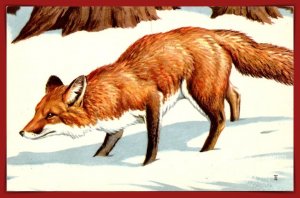 Red Fox - [MX-1104]