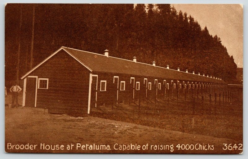 Petaluma California~Bianchi Poultry Co~Long Brooder House~Farmer~1908 Sepia