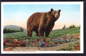 Park Bear,Yellowstone National Park