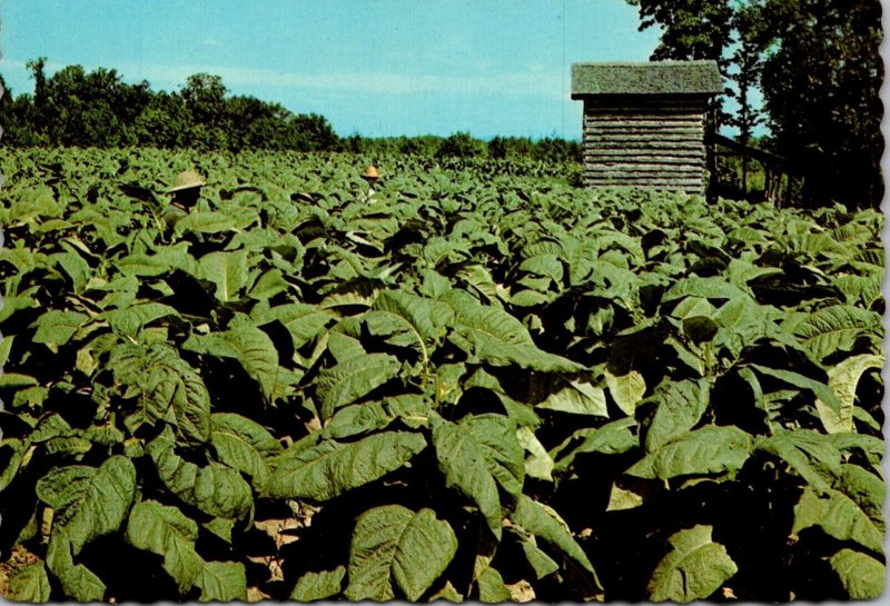 South Carolina Tobacco At Its Best One Of South's Leading Crops
