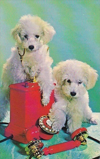 Dogs Poodle Puppies On Telephone Busy Line