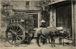 PC CPA SINGAPORE, CARTING PINEAPPLE, VINTAGE POSTCARD (b4209)