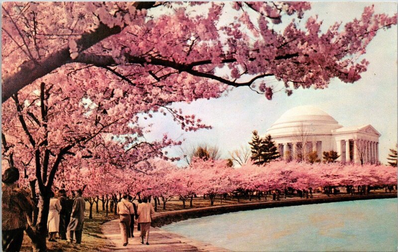 Thomas Jefferson Memorial Washington DC WA Cherry Blossom Trees PPL Postcard VTG 