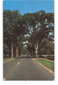 Cape Cod Massachusetts MA Vintage Postcard The Famous Elms of Yarmouthport