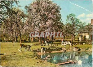 Modern Postcard Normandy At the Trough Cows