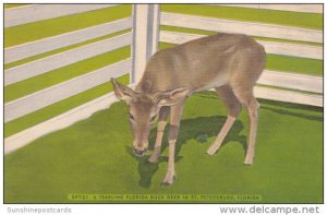 Florida St Petersburg A Yearling Buck Deer 1956