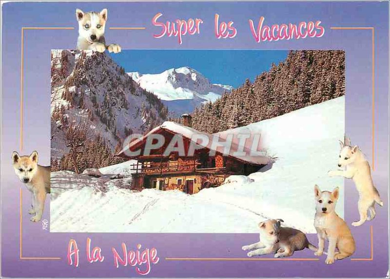Modern Postcard the Super Holidays Snow Dogs