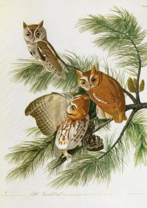 John James Audubon Birds Print Screech Owl Book Plate 97