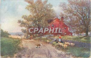 Old Postcard Fancy Sheep Breeding
