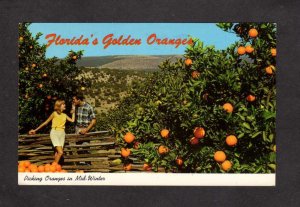 FL Orange Groves Trees Picking Oranges In Winter Florida Postcard