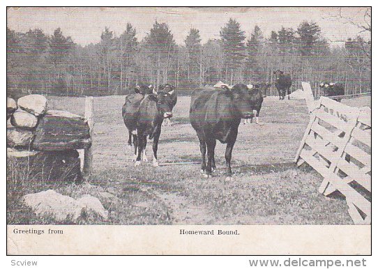 Greetings from Homeward Bound, Cows coming in from the pasture, PU-1909