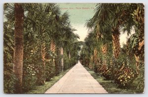 Ocean Ave, Palm Beach Florida with Palm Trees, Vintage Postcard c1926  P5