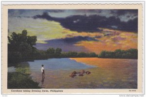 Waterfront View, Water Buffalo, Carabaos Taking Evening Swim at Sunset, Phili...