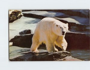 Postcard An Alaskan Polar Bear, Alaska