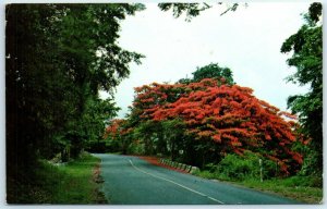 M-16054 Unique Flamboyant found on most of its panoramic roads Puerto Rico