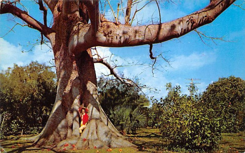 Kapok Tree  Clearwater FL