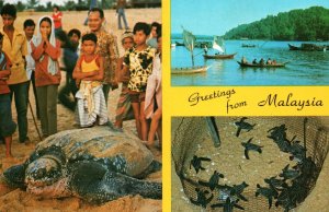 VINTAGE CONTINENTAL SIZE POSTCARD BABY TURTLES AND HARBOUR SIGHTS MALAYSIA 1980s