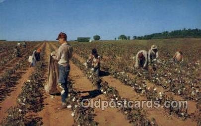 Cotton Picker Farming Unused 