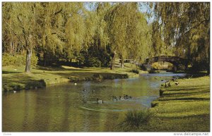 Stanley Park, Stream and Bridge-Tranquility, Vancouver, British Columbia, C...