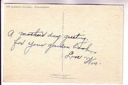 Close Up, Flowering Christmas Cactus,