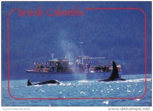 Canada British Columbia Whale Watching