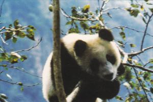 Chinese Panda Bear Splendid China Kissimmee Florida