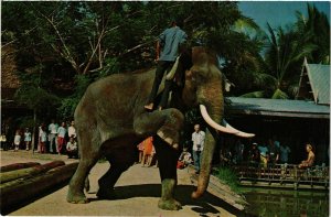 CPM AK THAILAND Elephant working shows at Timland, Bangkok. Thailand (344439)