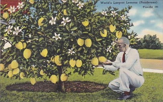 Trees World's Largest Lemons Ponderosa In Florida