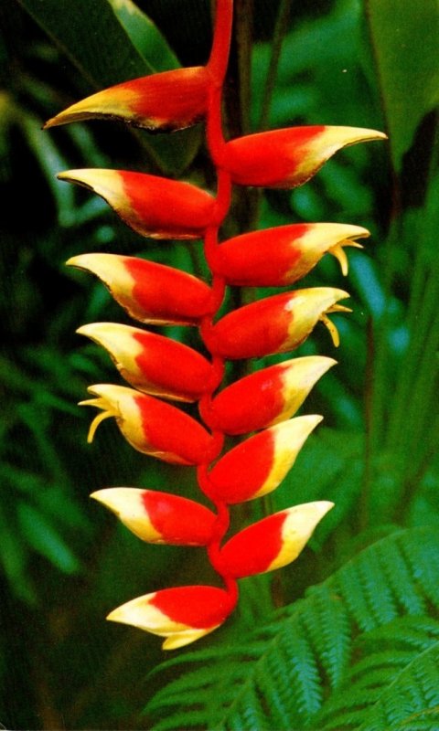 Hawaii Flowers Heliconia Lobster Claw