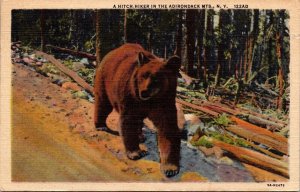 Adirondack Mountains New York Brown Bear Wildlife Linen Cancel WOB Postcard 