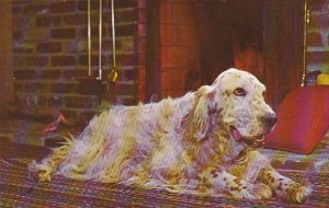 English Setter By The Fireside