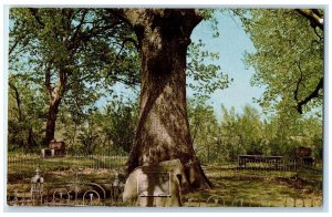c1960's Historic Council Oak Dardanelle Arkansas AK Unposted Vintage Postcard