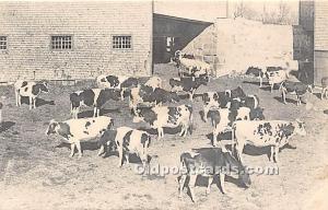 A Herd of Guernsey Cows, Shakers East Canterbury, New Hampshire, NH, USA Unused 