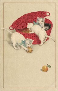 PC CATS, FOUR CATS IN A BASKET WITH FRUITS, Vintage Postcard (b47102)