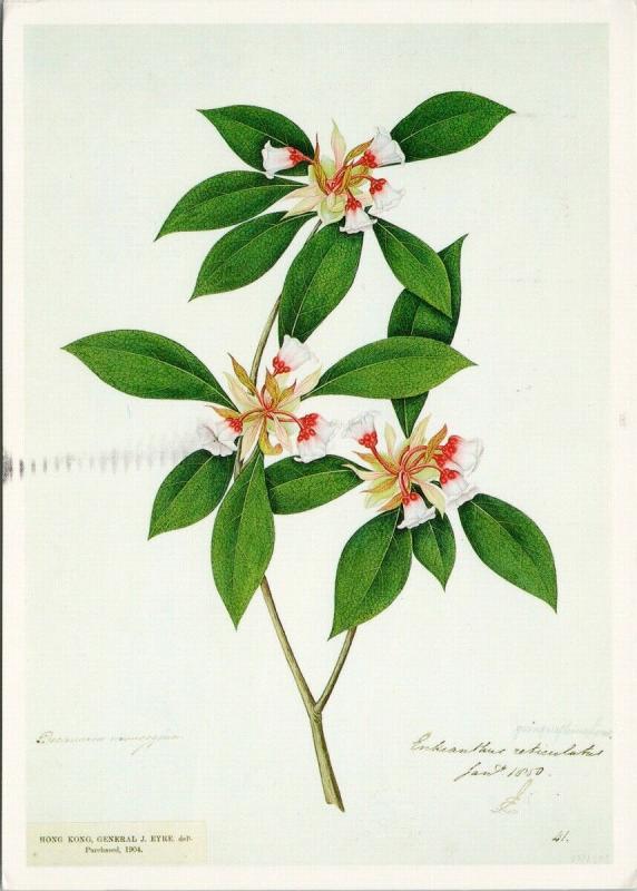 Enkianthus Quinqueflorus Lt Col John Eyre Royal Botanic Gardens Kew Postcard D59