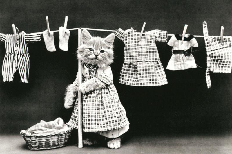 Cat Kitten hanging laundry FUNNY PETS Real Photo Russian Modern postcard