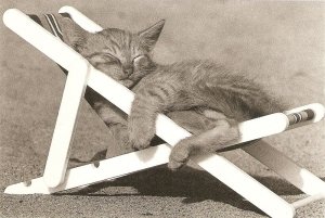 Cats.Cat nap  Modern French artist photo postcard