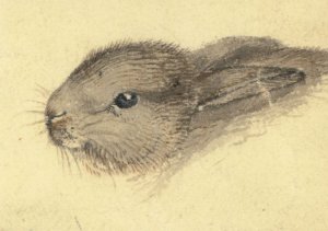 Sir Edwin Landseer Head Of A Rabbit Victorian Painting Postcard