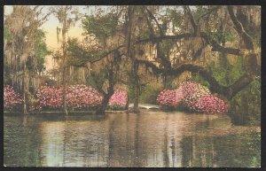 Magnolia Gardens Charleston South Carolina Unused c1920s