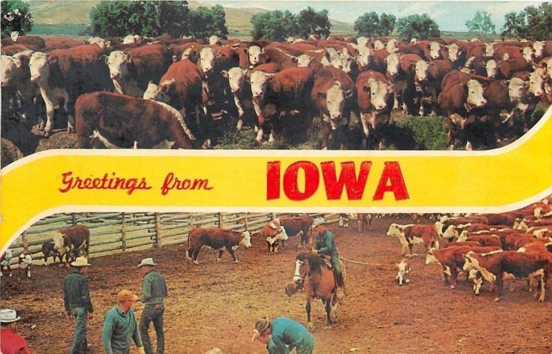 Des Moines Iowa~Banner Greetings~Cattle~Cowboy~Branding Calf~1967 Postcard 