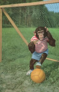 Football Mad Chimpanzee Monkey Goalie 1970s Postcard