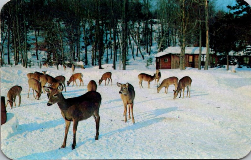 New York Adirondacks Deer Herd During Winter