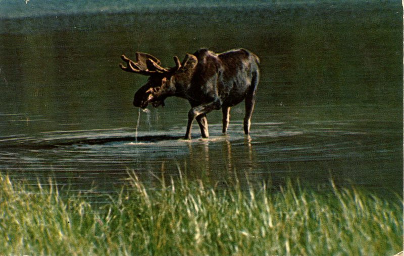 Moose in Maine