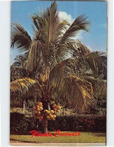 Postcard Florida Coconuts, Florida