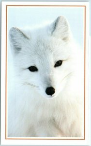 M-12879 An Arctic Fox on Kolguyev Island Russia