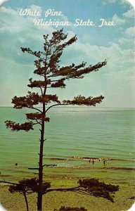 The White Pine Michigan State Tree White Pine State Tree MI 