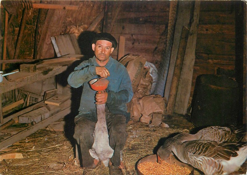 farmer man hat ducks eating worker stable Postcard