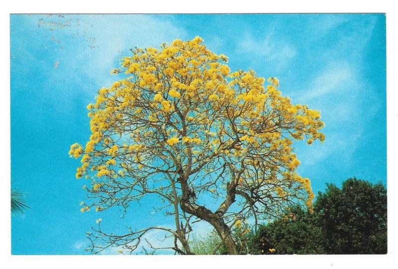 Brazilian Golden Shower Tree Vtg Postcard