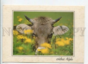 441368 Germany 1998 cow in alpine meadows RPPC special cancellation advertising